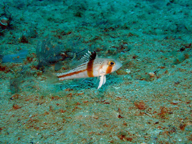 (Serranus Cuvier, 1816) Род Серранусы, Серраны, Каменные окуни, Genus